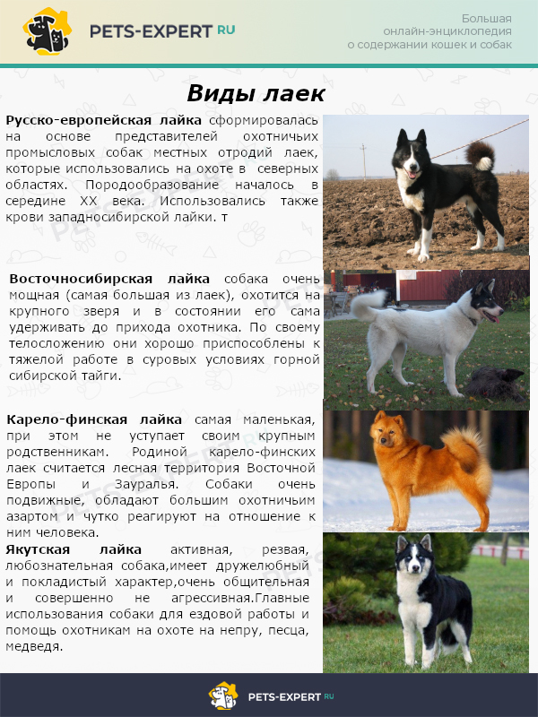 Русско-европейская лайка: описание породы, восточного и западного подвида