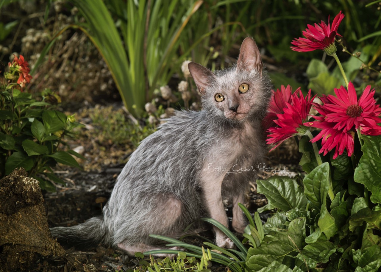 Коты породы ликой фото