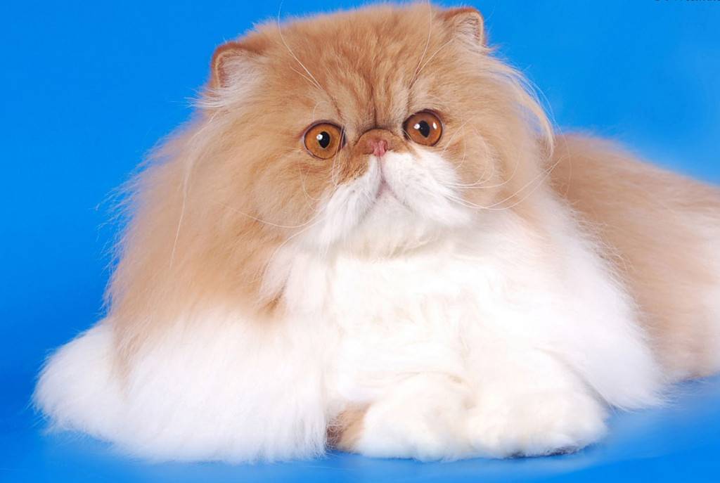 Персидская порода кошек: особенности внешности и характера, нюансы ухода