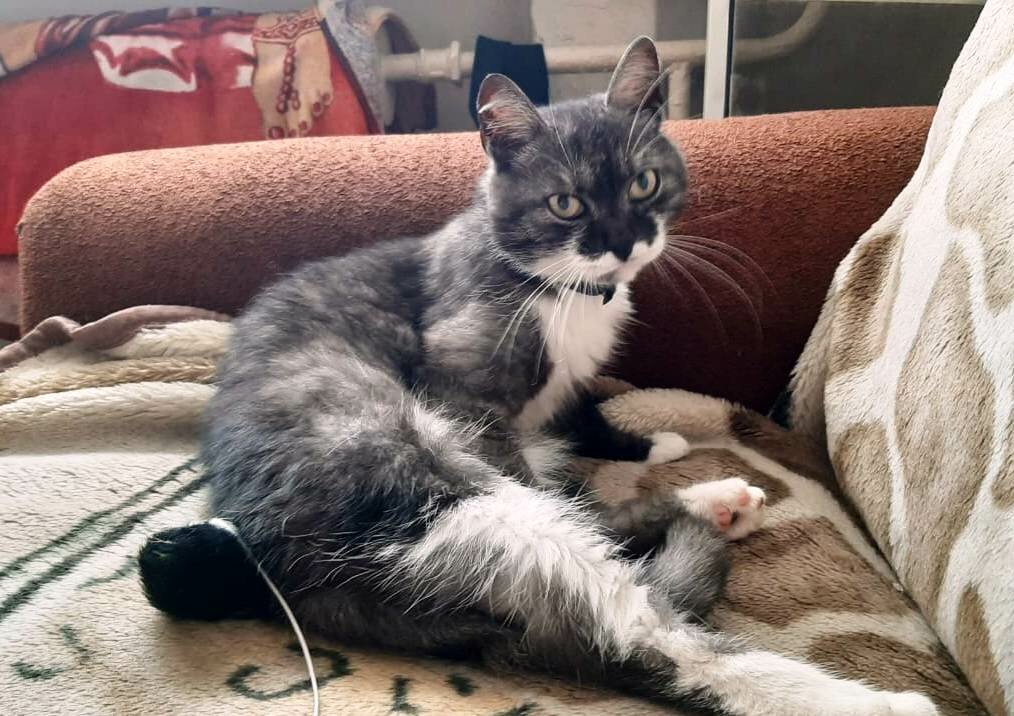 Скучают ли кошки по хозяевам?