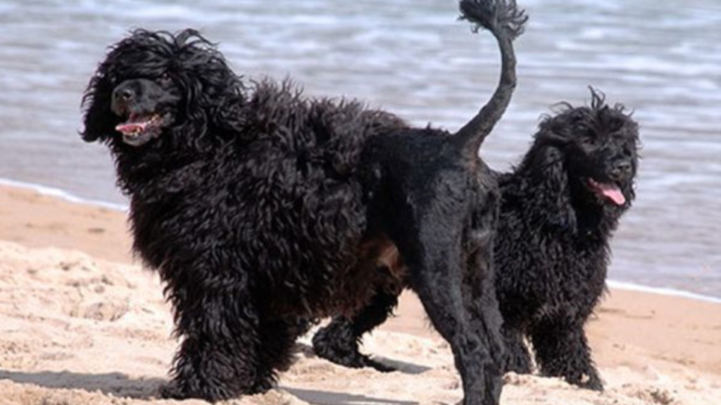Курчавый пловец: португальская водяная собака