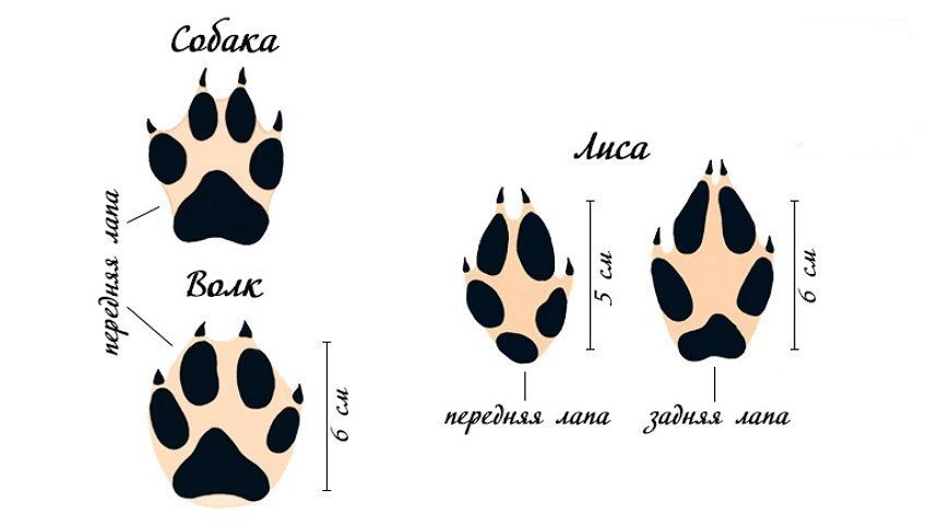 След собаки и волка: отличия отпечатков