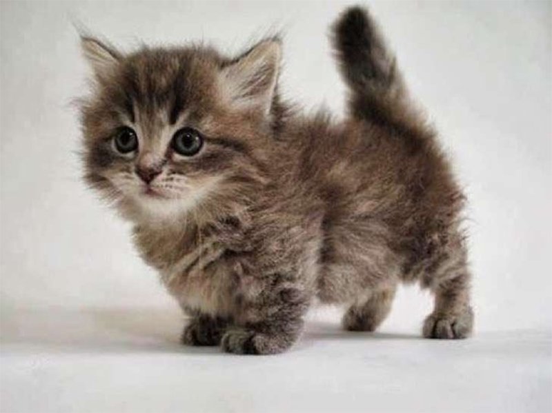 Маленькие котята: список карликовых пород и их описание