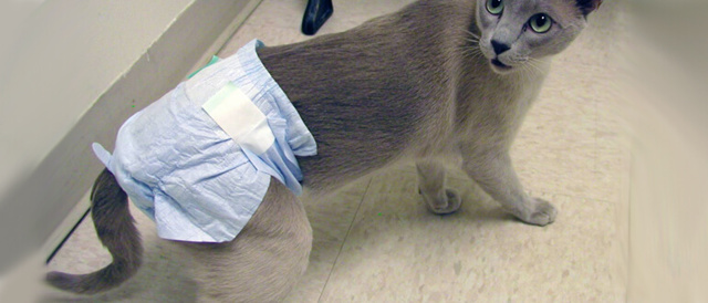 Памперсы для кошек — примеры подгузников для котят и как сделать самому