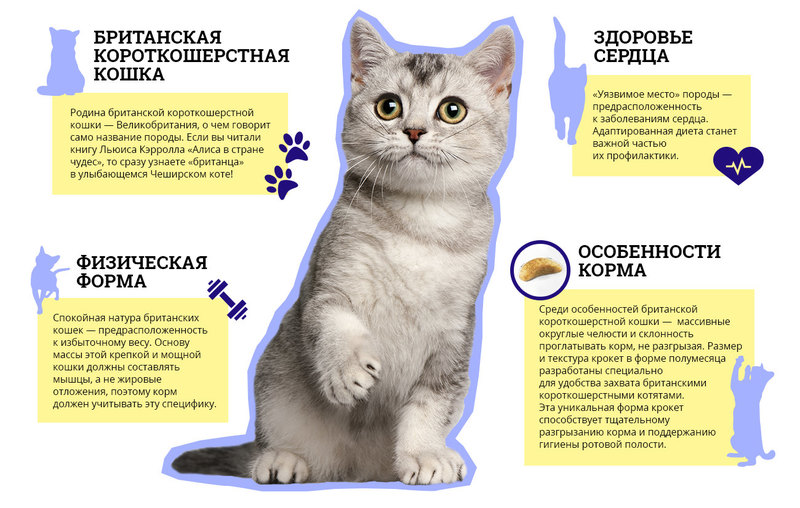 Лысые кошки: история породы и особенности содержания