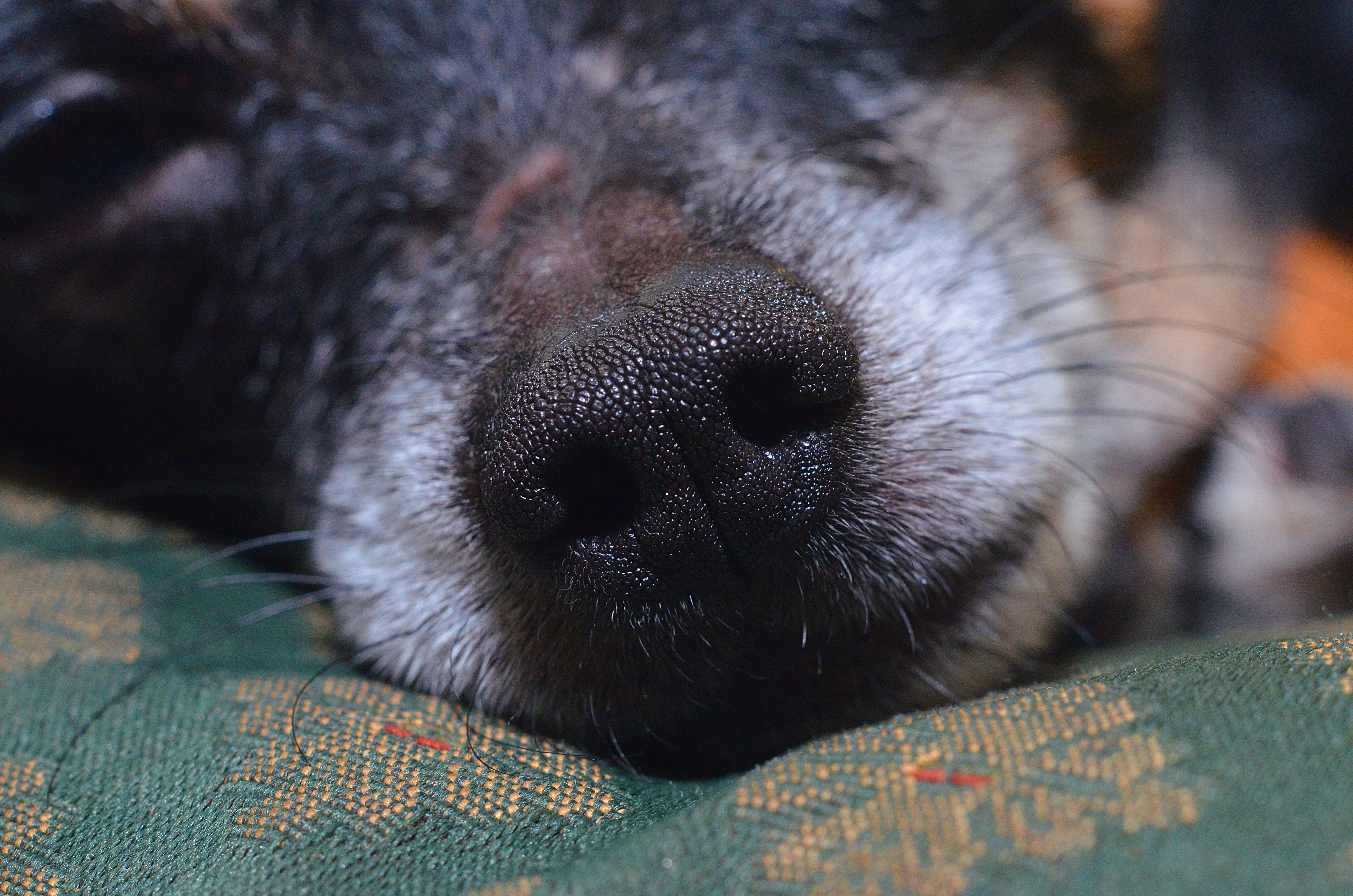 Сухой нос у собаки и теплый: причины и что это значит