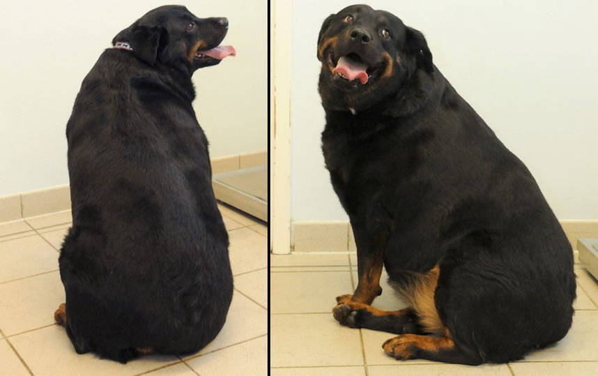 Борьба с ожирением домашних животных