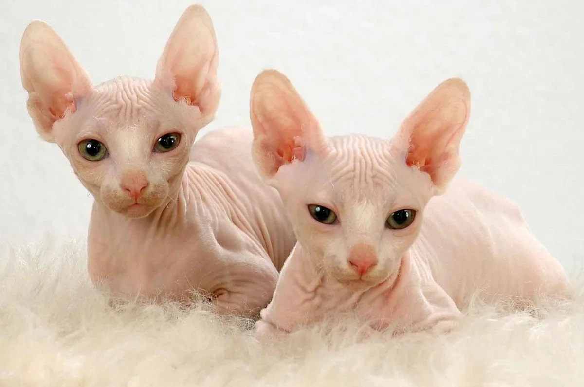 Лысые кошки: история породы и особенности содержания
