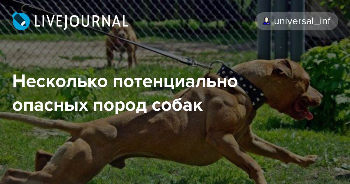 Потенциально опасные породы собак в России: список