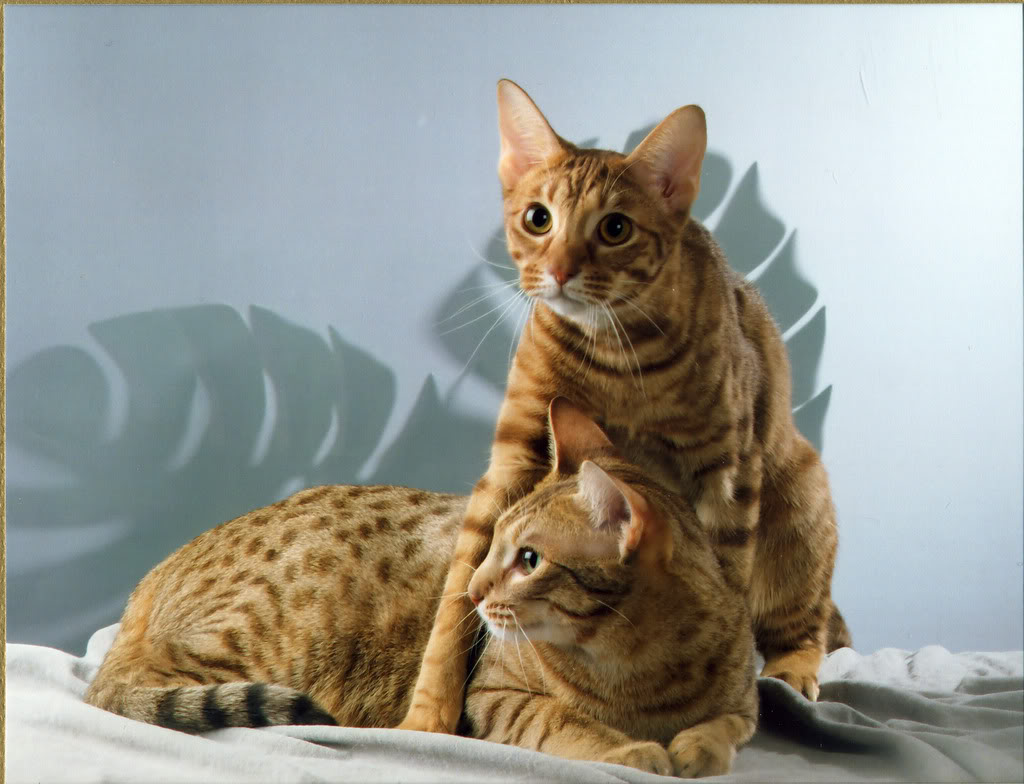 Оцикет: кошки и коты