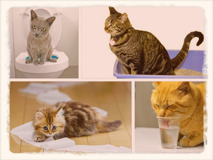 Понос и рвота у кота: что делать в домашних условиях
