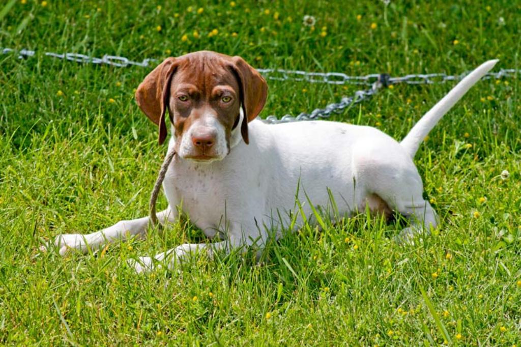 Английский пойнтер — классическая охотничья собака с выдержанным характером