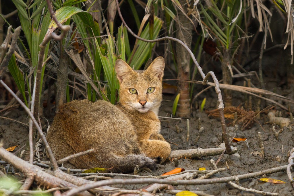 Астраханский камышовый кот котята фото