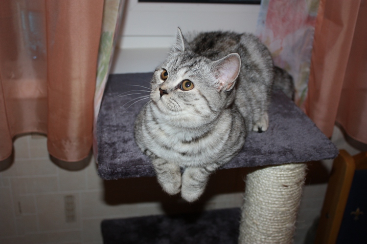 Скоттиш-страйт: шотландские кошки с прямыми ушами