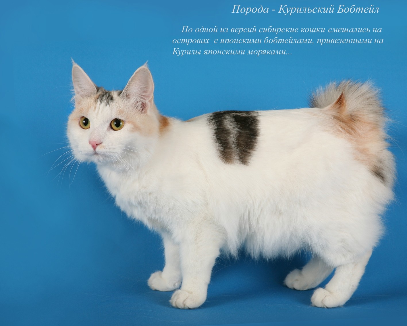 Японский бобтейл (кошка): описание породы и характера