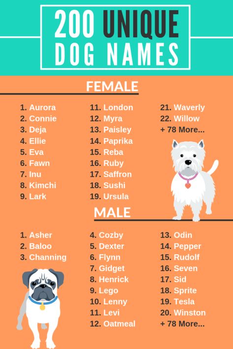 Как назвать собаку-девочку: особенности выбора имени