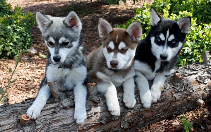 Аляскинский кли кай (мини хаски): описание породы собак