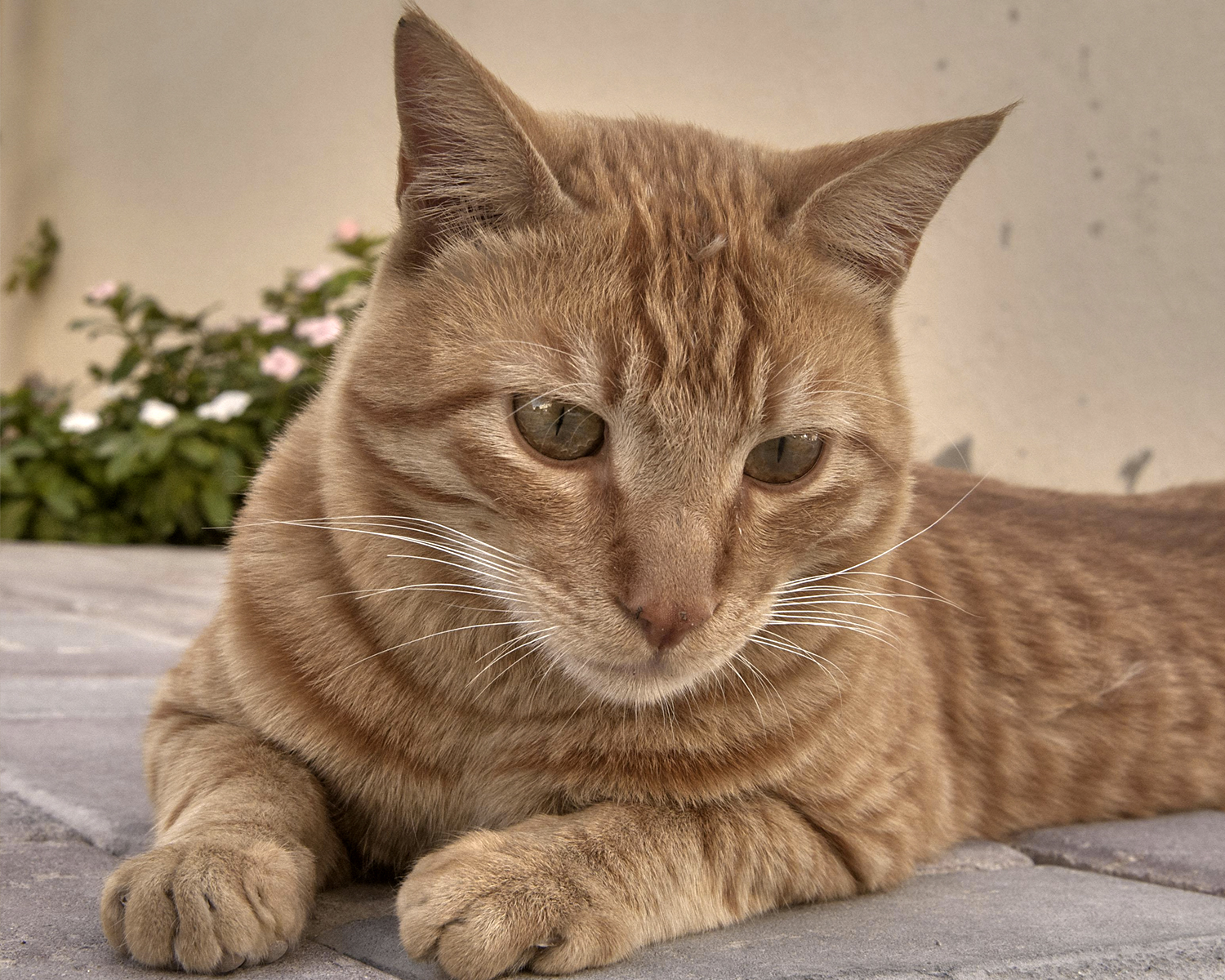 Приобретение, содержание и разведение кошек породы аравийский мау