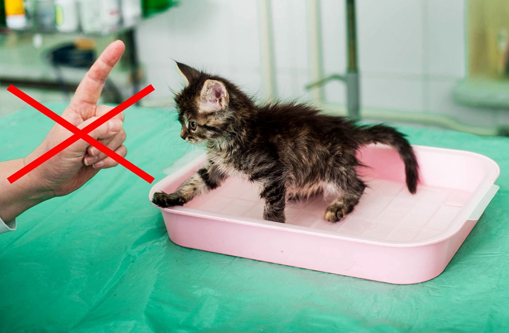 Новорожденные котята: как ухаживать в домашних условиях