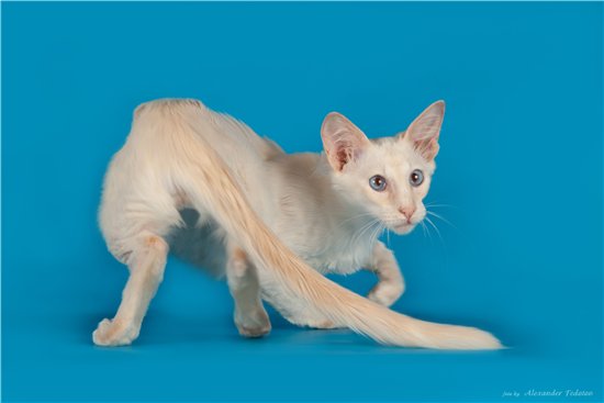 Яванез (Яванская кошка)