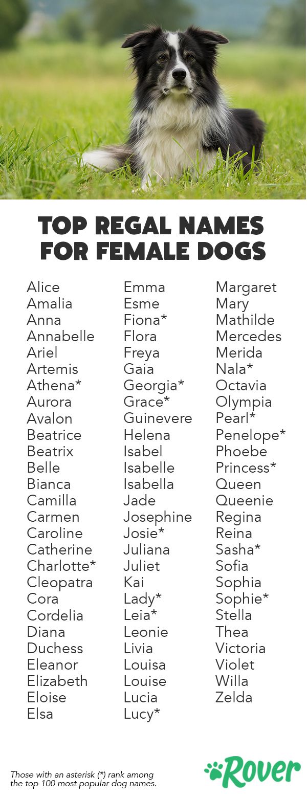 Клички для собак девочек: как назвать редким и красивым именем