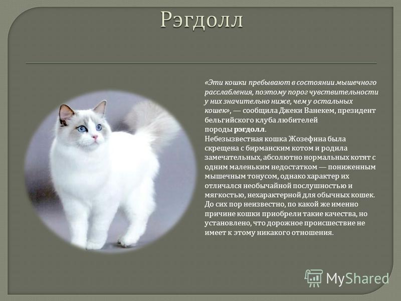 Рэгдолл (кошка): описание породы и характера