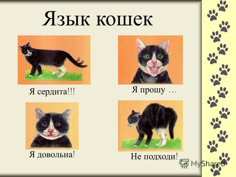 Мяу по-русски: о чем говорят кошки