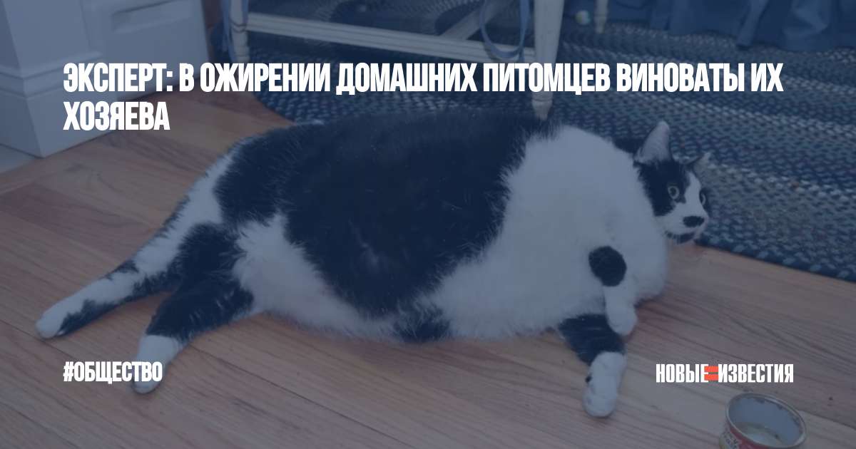 Борьба с ожирением домашних животных