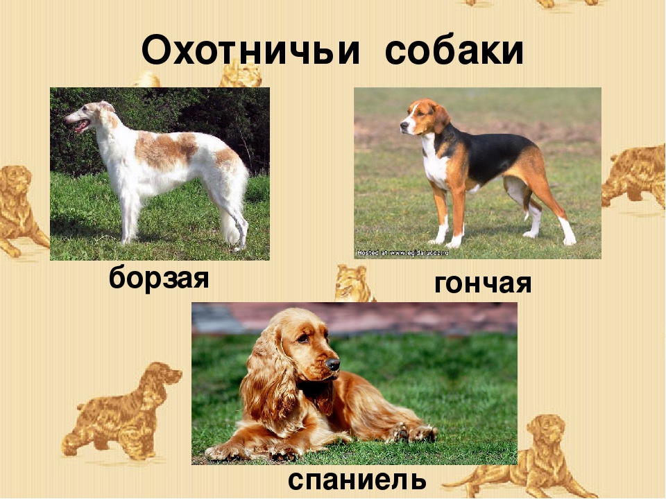 Борзые собаки: краткий обзор групп пород