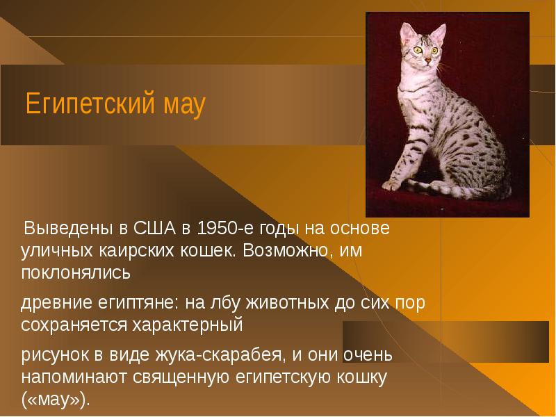 Египетская мау — кошка из Древнего Египта