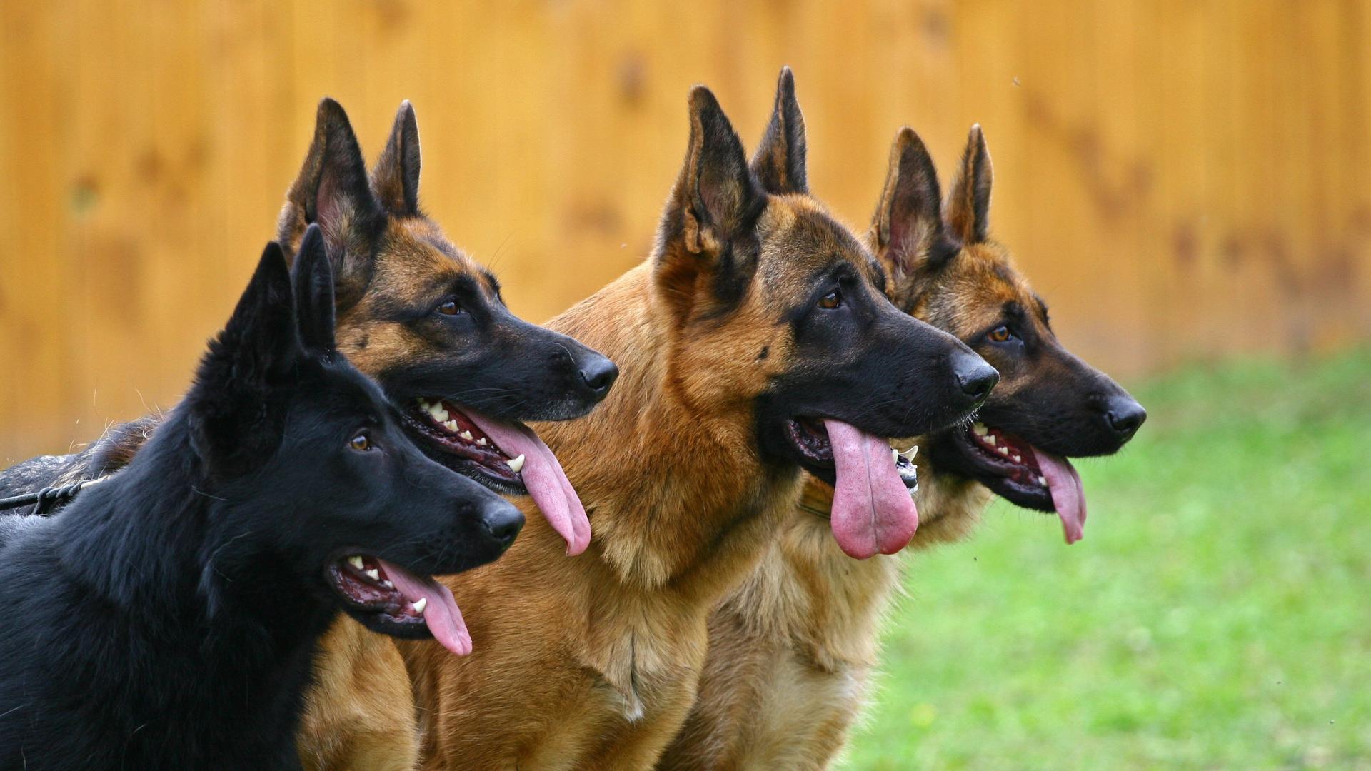 Охранные породы собак: лучшие для частного дома