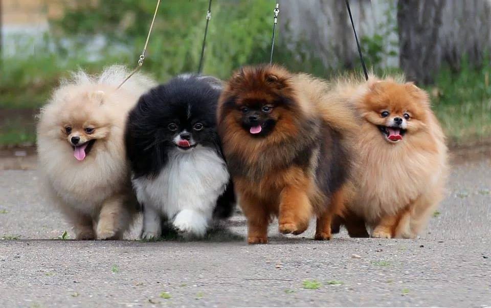 Пушистые собаки: маленькие и большие лохматые породы