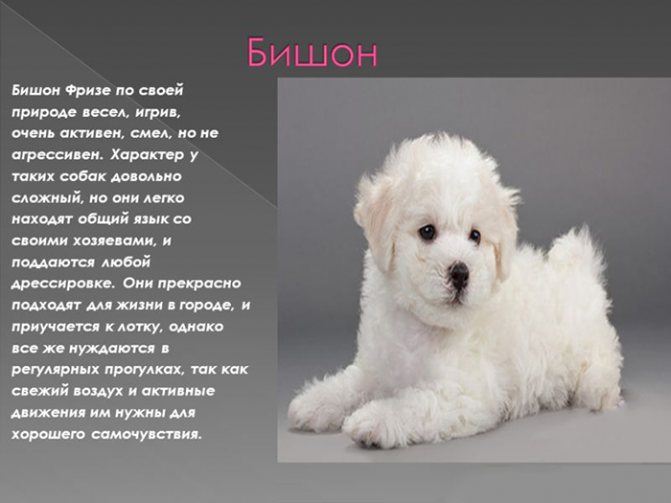 Бишон фризе: описание породы собак, характер