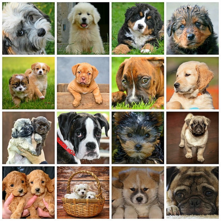 Дворянка или дворняжка: как определить породу собаки?