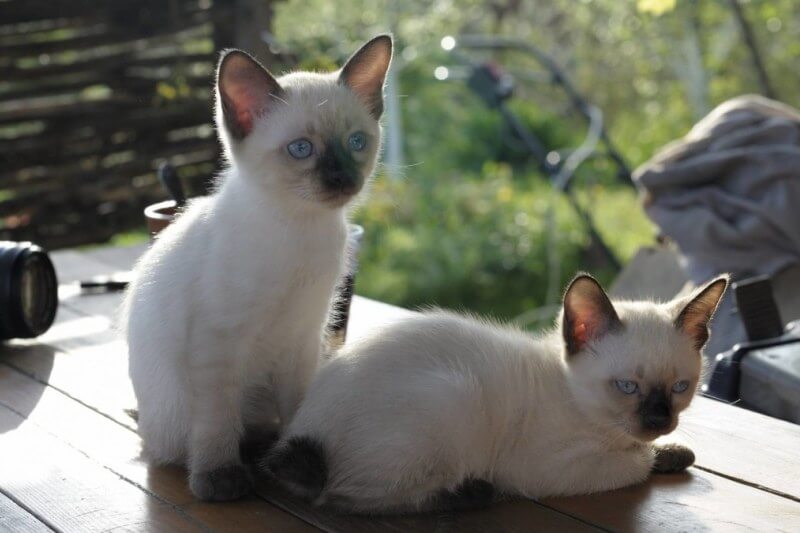 Меконгские бобтейлы: удивительные короткохвостые кошки
