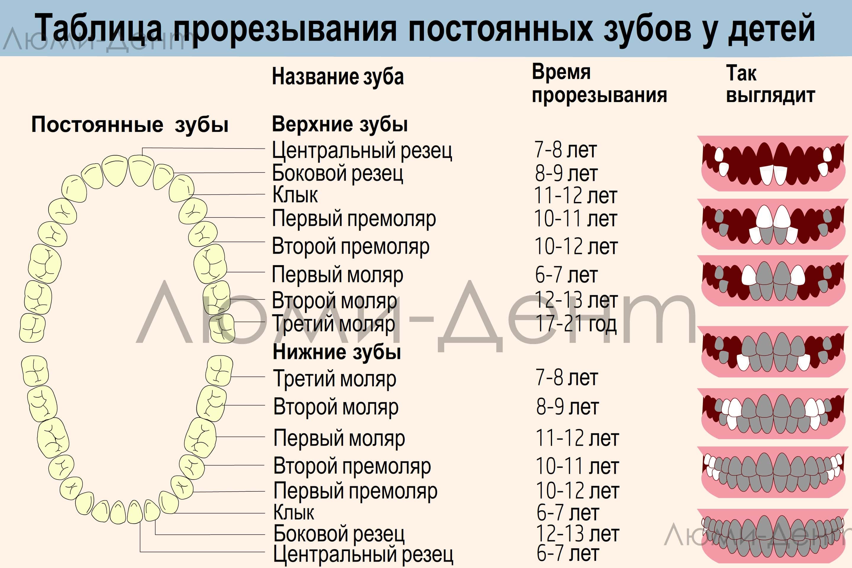 Какие зубы в год. Зубы у детей схема прорезывания молочных зубов у детей. Сроки и порядок прорезывания зубов у детей. Сроки прорезывания зубов постоянных зубов. Смена зубов у детей схема замены молочных на постоянные Возраст.