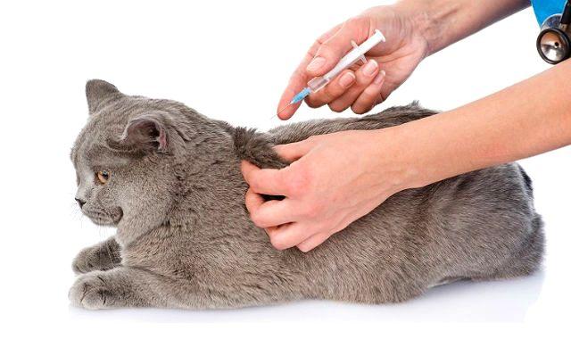 Сахарный диабет у кошек и как с ним бороться