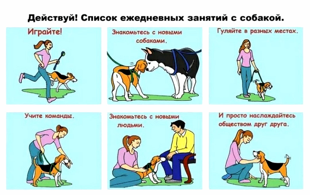 Основные правила и особенности вязки собак
