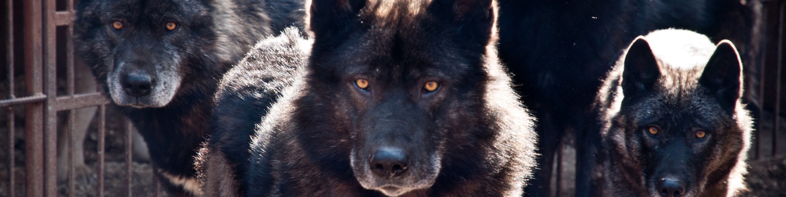Русский вольфхунд: собака или волк?