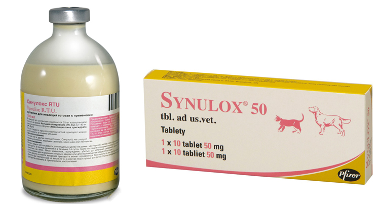 Обзор антибактериального препарата Синулокс
