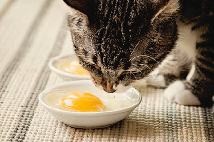 Чем кормить месячного котенка: примеры самостоятельного питания
