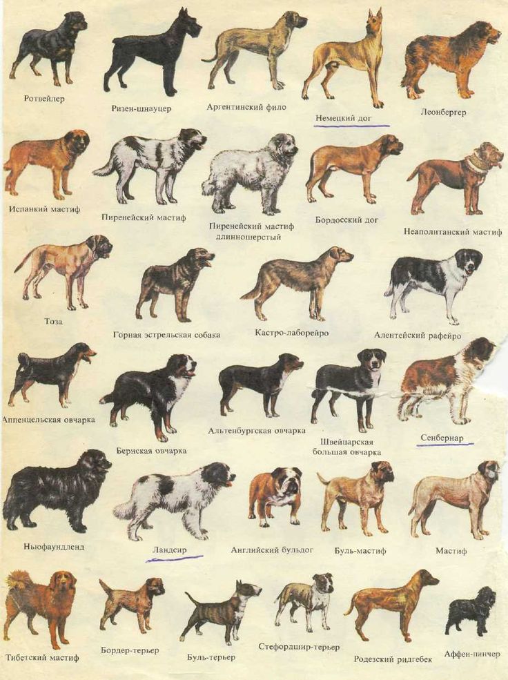 Ландсир: «нарисованная» порода собак