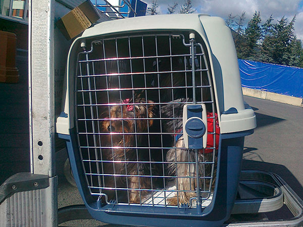 Переноска для собак в самолет: какой нужен контейнер