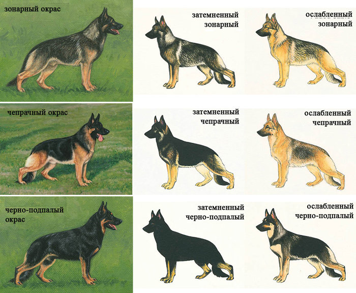 Исландская собака: описание породы овчарок