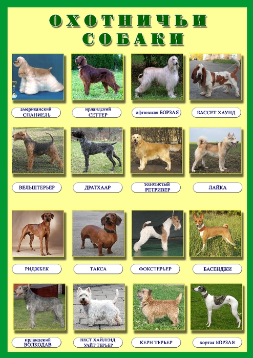 Мелкие породы охотничьих собак с фотографиями и названиями