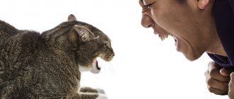 Причины агрессии кошек направленной на хозяина