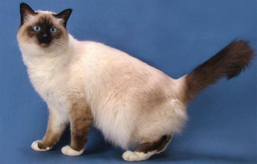Священная кошка бирма — тайны пушистого совершенства