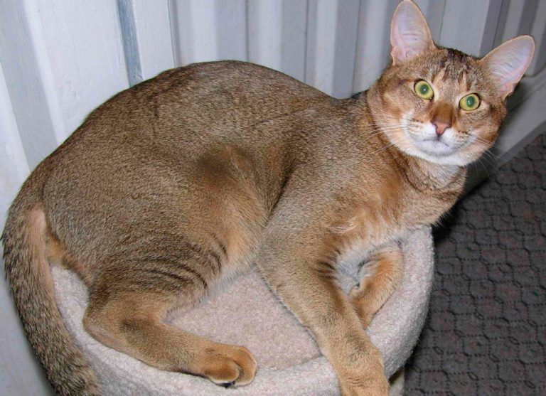 Чаузи (кошка): описание породы Ф1, Ф2, Ф3, Ф4, Ф5