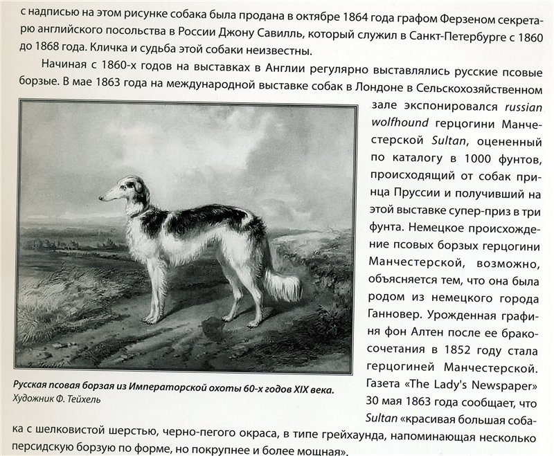 Русская борзая собака: описание гончей породы