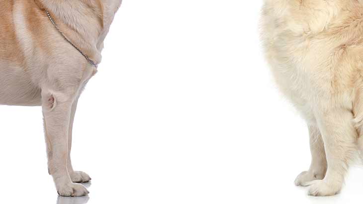 Мини лабрадор: описание карликовой породы
